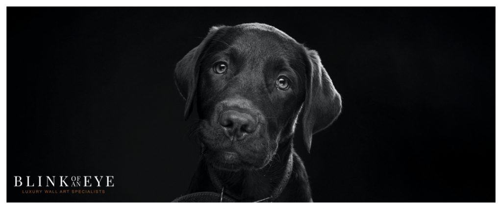 Facts about Labrador Dogs
